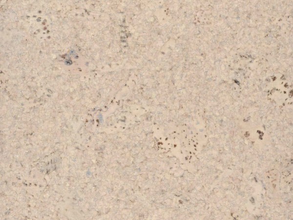 TRECOR® Korkboden mit Klicksystem Lisboa 10 mm Stark - Farbe: Creme